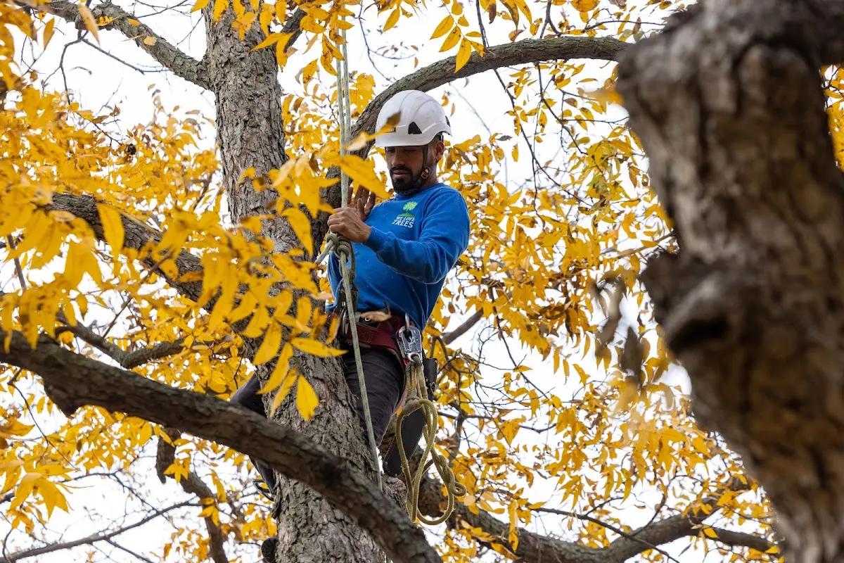 Skilled Tree Trimming crew working in West Point